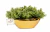 Vaso Arranjo Premium Verde Provence Gold - comprar online