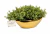 Vaso Arranjo Premium Verde Provence Gold - Loja Agrojardins
