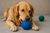Bolinha com Cravos para Pets - comprar online