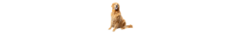 Banner da categoria CACHORRO