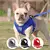 ARNÊS E TRELA AJUSTÁVEIS PARA CÃES PEQUENOS – CONFORTO, ESTILO E SEGURANÇA - comprar online