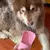 GARRAFA DE ÁGUA 2 EM 1 PARA CÃES COM COMEDOURO – IDEAL PARA PASSEIOS - comprar online