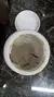 Masilla Para Pegar Marmol Lavabos Ovalines Natural 0.5 Kg en internet