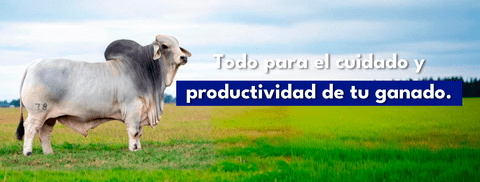 Carrusel 1