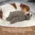 Imagem do Cão presente de natal floresta preguiça filhote de cachorro cardíaco brinqued