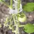 Imagem do ClipVerde Fix – Suporte Inteligente para Plantas