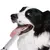 Removedor de Tártaro Ultrassônico para Pets - Cuidados Dentários Seguros e Eficientes - comprar online