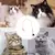 PegaPena - Vara Interativa com Ventosa e Pena Flexível para Gatos - Outlet Pet