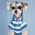 Camisa polo para cães e gatos - Um item para destacar seu melhor amigo! - comprar online