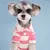 Imagem do Camisa polo para cães e gatos - Um item para destacar seu melhor amigo!