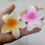 Kit com 6 Piranhas G em Formato de Flor - comprar online