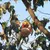 Imagem do FruitReach – Coletor de Frutas com Cesta Profunda para Árvores Altas