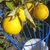 FruitReach – Coletor de Frutas com Cesta Profunda para Árvores Altas - loja online