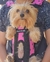 Mochila de Paseo en internet