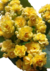 Kalanchoe Dobrado P11 Amarelo - loja online