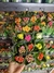 Kalanchoe Dobrado Mini P06 Colorido - loja online