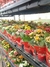 Kalanchoe Dobrado Mini P06 Colorido na internet