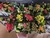Kalanchoe Dobrado Mini P09 Colorido - Steltenpool Flores