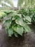 Jiboia Verde Estaca Cuia 21 - comprar online