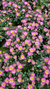 Crisântemo Mini P11 Rosa Bicolor - comprar online