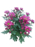 Crisântemo Mini P11 Pink - Steltenpool Flores
