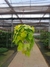 Philodendron Amarelo C21 - comprar online