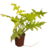 Philodendron Selloum Gold P23