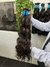 Cabelo Indiano Castanho 100% Natural Semi Limpo – 100g | Perfeito para Alongamento e Volume | Kenny Hair - comprar online