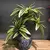 Palmeira Artificial Tropical – 36cm com 3 Cabeças | Ramo de Bambu Decorativo na internet
