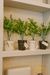 PLANTAS C/ MACETA