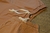 Bermuda Benício Caqui Infantil - comprar online