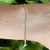 Pulseira Grumet 2,5 mm - comprar online