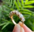 Anillo Corona - comprar en línea