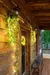 2.3m folhas de seda falso trepadeira folha verde hera videira 3m led luzes da corda para casa. - Lar ideal