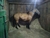 Caballo Criollo. Yegua Baya RP310 - comprar online