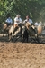 Caballo Criollo. Yegua Baya RP310 en internet