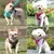 Conjunto de arnês e coleira para animais de estimação, acessórios para cães