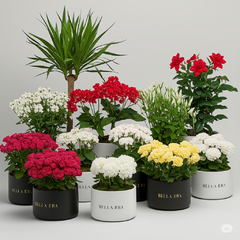 Banner de la categoría Flores de interior