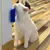 Pet Cat Catnip Massageadora Tira Pelos, Brinquedo Catnip - loja online