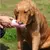 Garrafa De Água 2 Em 1 Portátil Para Gatos Cães E Dispensador Multifuncional - AN store