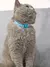 Ajustável Colorido Pet Bell Collar, Coleiras Padrão Gato, Gatinho DIY Anel, Co - Petygato