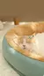 Kimpets cama para gatos, canil para animais de estimação, antiderrapante, inve - loja online