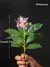 Plantas artificiais azaleas de 21-40cm, árvore de borracha falsa, folhas de pal - Loja Casa do Juba