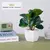 Plantas falsas bonsai simulação pote plantas verdes plantas artificiais mesa - Loja Casa do Juba
