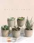Mini plantas artificiais de aloe, bonsai, pequena árvore simulada, plantas em v