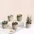 Mini plantas artificiais de aloe, bonsai, pequena árvore simulada, plantas em v - Loja Casa do Juba