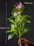 Plantas artificiais azaleas de 21-40cm, árvore de borracha falsa, folhas de pal na internet