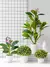 Plantas artificiais azaleas de 21-40cm, árvore de borracha falsa, folhas de pal - comprar online