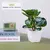 Plantas falsas bonsai simulação pote plantas verdes plantas artificiais mesa - Loja Casa do Juba