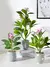 Plantas artificiais azaleas de 21-40cm, árvore de borracha falsa, folhas de pal - Loja Casa do Juba